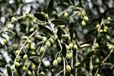The Mythical Properties of Magical Butted Olive Oil: Separating Fact from Fiction